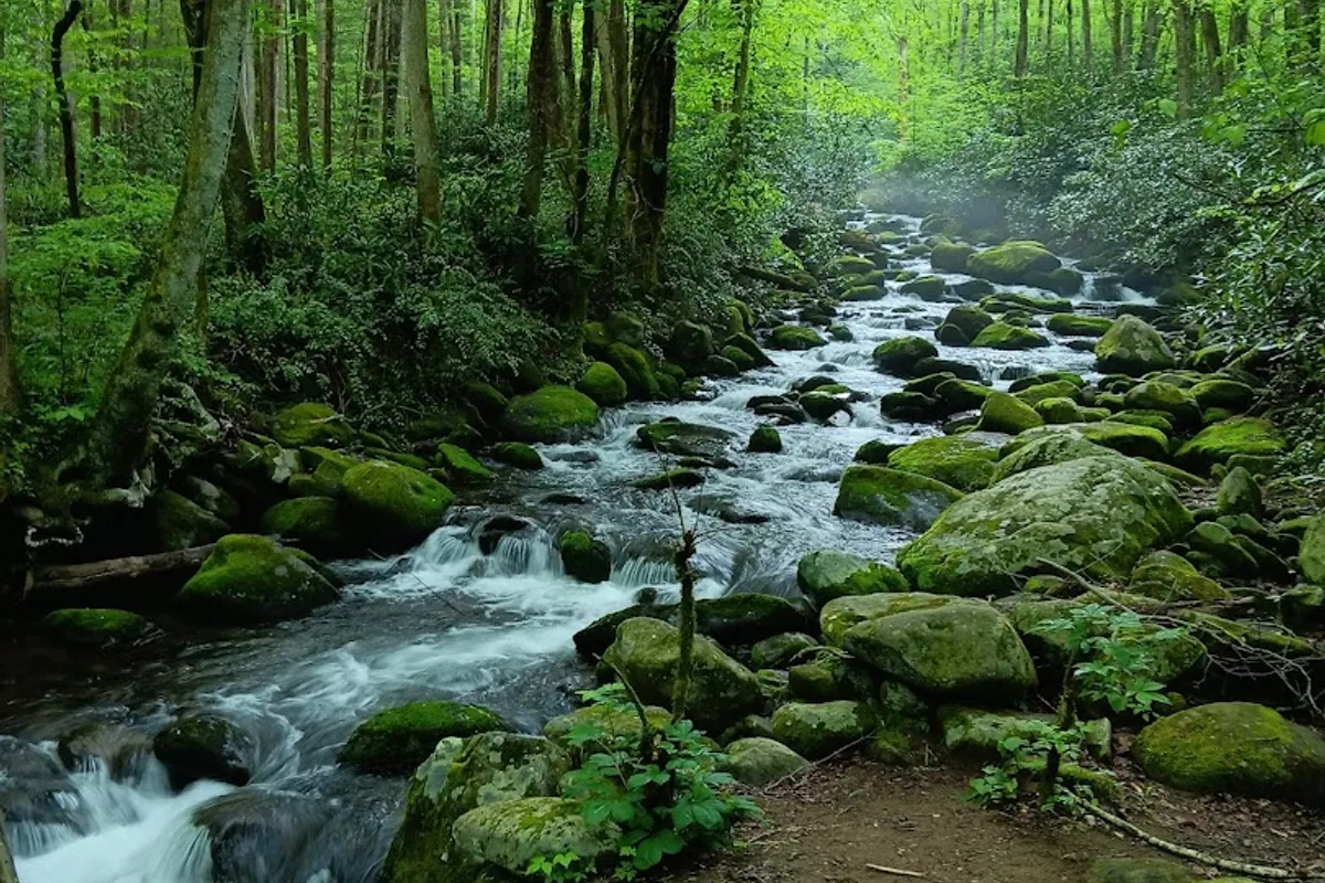 Graveyard Ridge Trail Trailhead detail shot - Hiking area in Gatlinburg, Tennessee