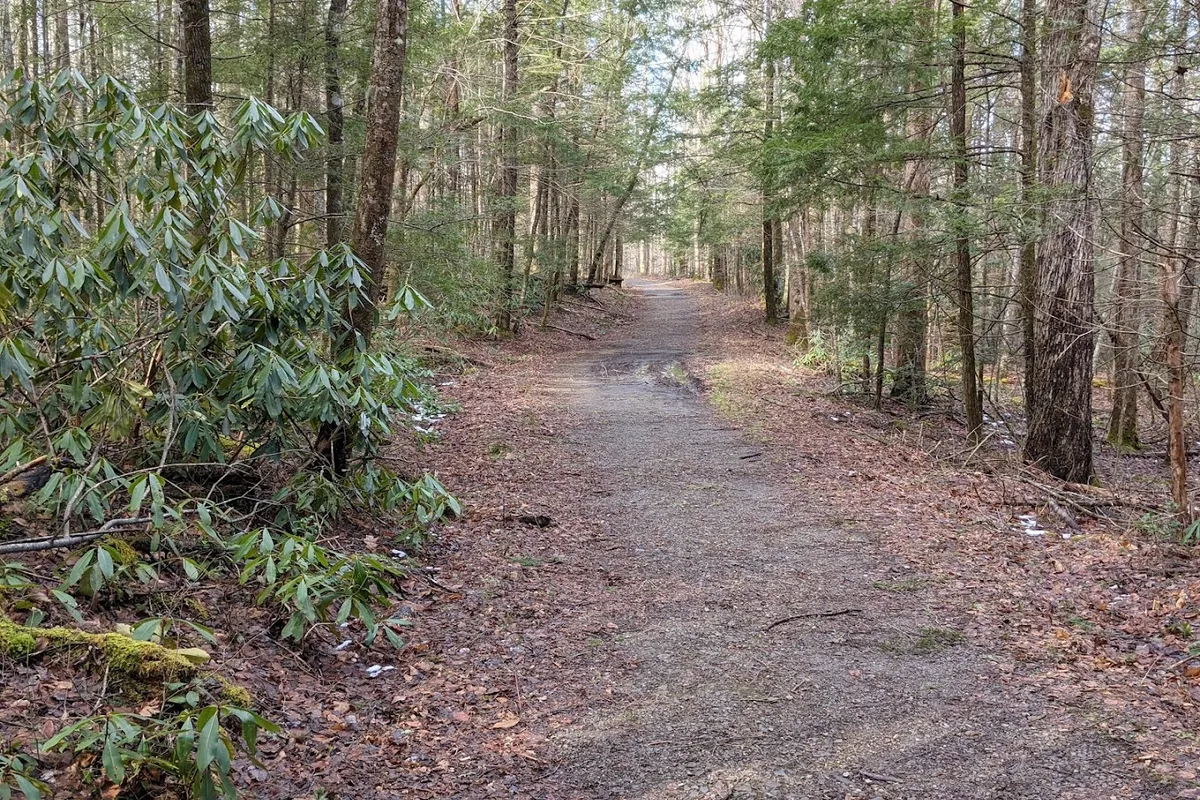 Maddron Bald Trailhead, Cosby, TN detail shot - Hiking area in Cosby, Tennessee