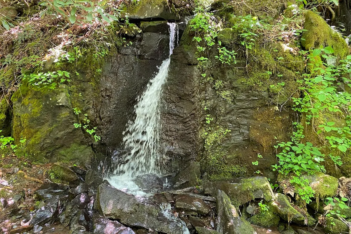 Middle Prong Trail Trailhead detail shot - Hiking area in Townsend, Tennessee