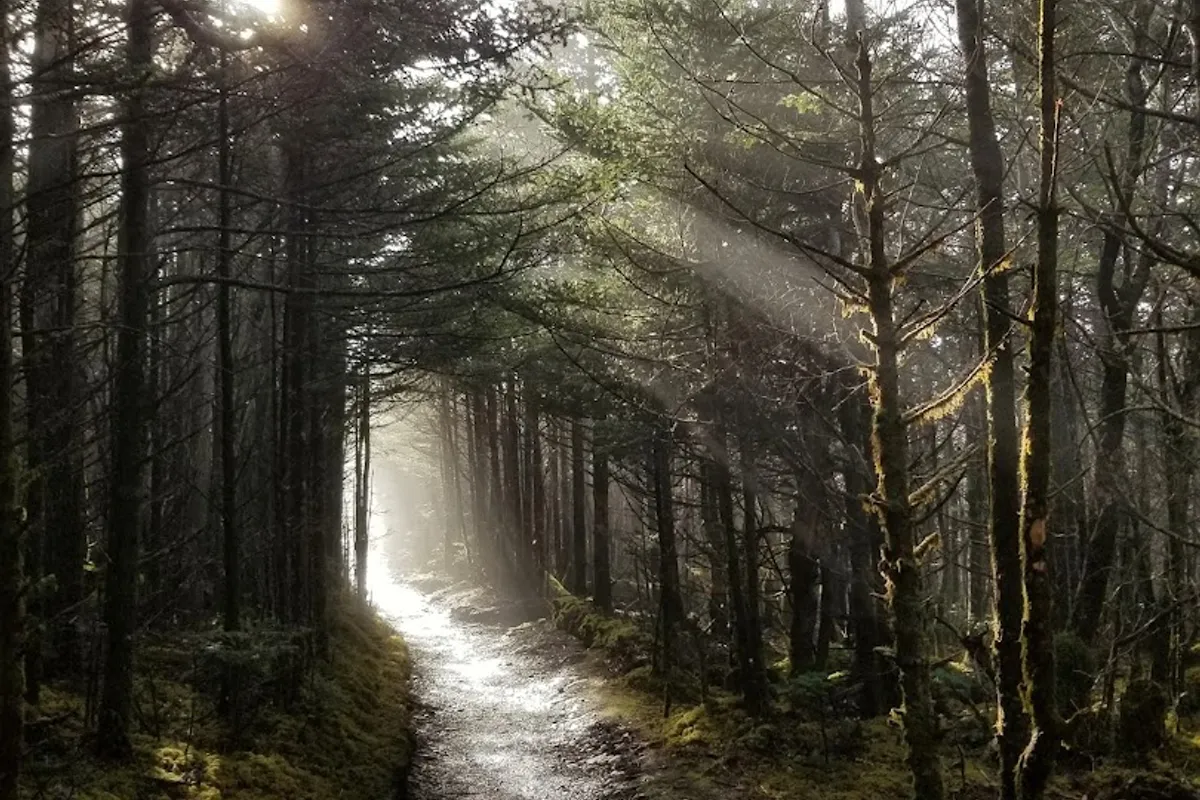 Myrtle Point detail shot - Hiking area in Gatlinburg, Tennessee