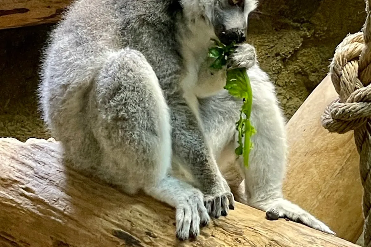 Rainforest Adventures Zoo detail shot - Zoo in Sevierville, Tennessee