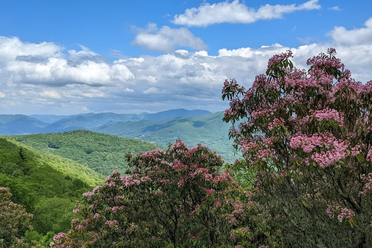 Wesner Bald Overlook detail shot - Scenic spot in Sylva, Tennessee